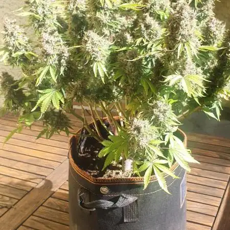 Blueberry Auto #2