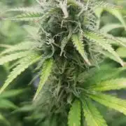 Blueberry Auto #2