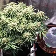 Orange Sherbet Auto #2