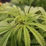 Gorilla Z Auto #1