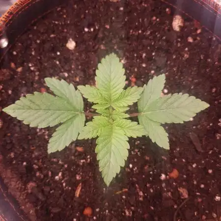 Amnesiea Haze Auto #2