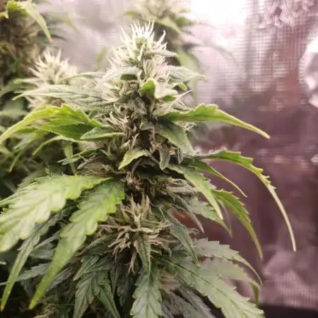 Gorilla Z Auto #1