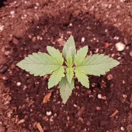 Amnesiea Haze Auto #2