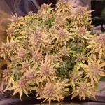 Blueberry Auto #1