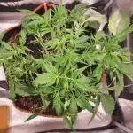 OG Kush Auto #2
