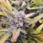 Amnesiea Haze Auto #2