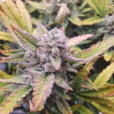 Amnesiea Haze Auto #2
