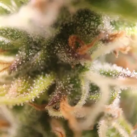Gorilla Z Auto #1