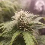 Gorilla Z Auto #1