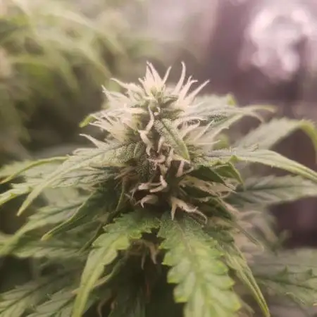Gorilla Z Auto #1
