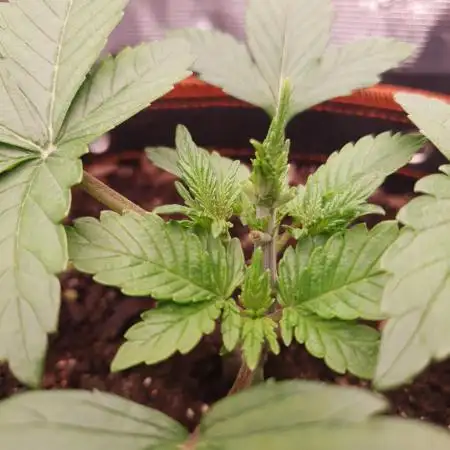 Amnesiea Haze Auto #2