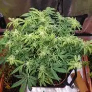 Orange Sherbet Auto #2