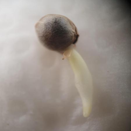 Amnesiea Haze Auto #2