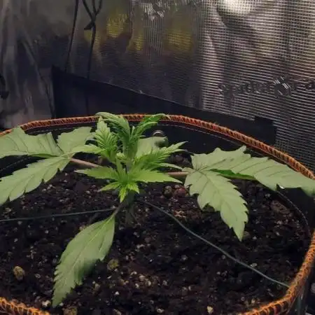 OG Kush Auto #2