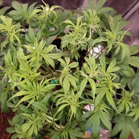 Gorilla Z Auto #1