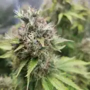 Blueberry Auto #2