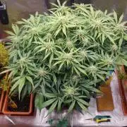 Orange Sherbet Auto #2