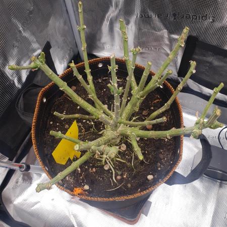 Amnesiea Haze Auto #2