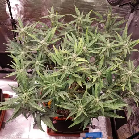 Amnesiea Haze Auto #2