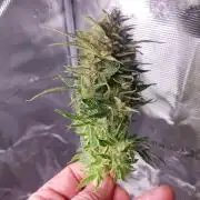 Orange Sherbet Auto #2