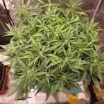 Amnesiea Haze Auto #2