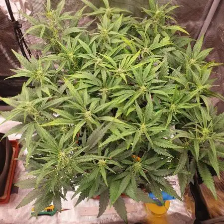 Amnesiea Haze Auto #2