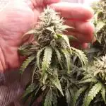 Gorilla Z Auto #1
