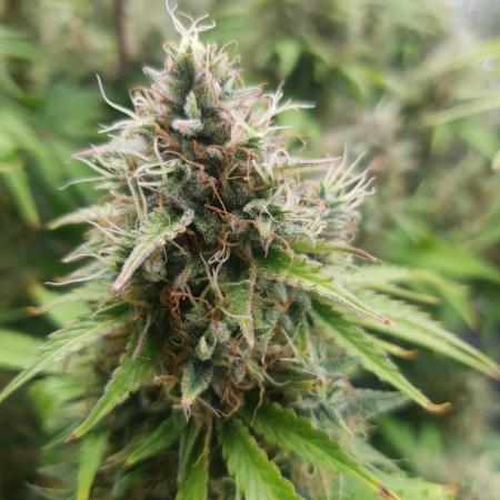 Blueberry Auto #2
