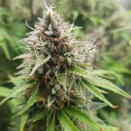 Blueberry Auto #2
