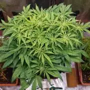 Orange Sherbet Auto #2