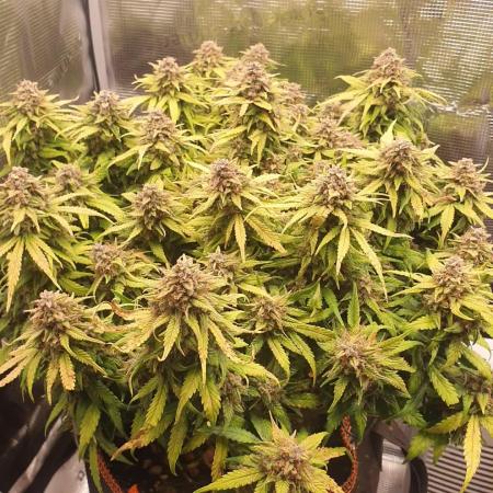 Blueberry Auto #1