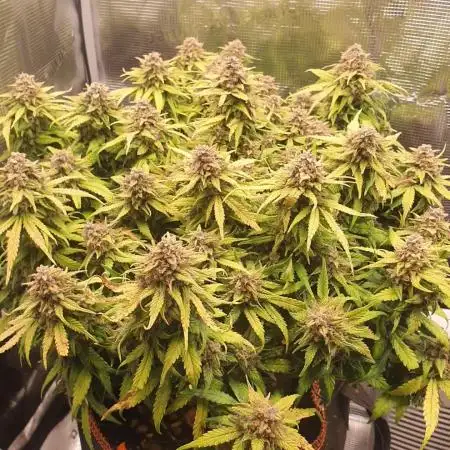 Blueberry Auto #1