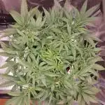 Amnesiea Haze Auto #2
