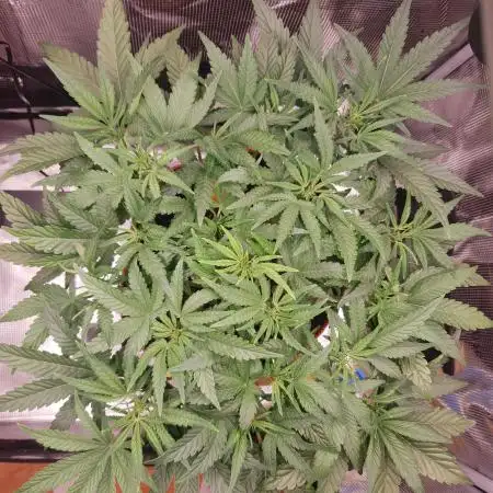 Amnesiea Haze Auto #2