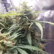 Orange Sherbet Auto #2