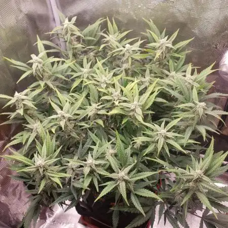 Amnesiea Haze Auto #2