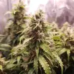 Gorilla Z Auto #1