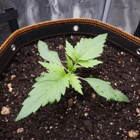 OG Kush Auto #2