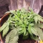 OG Kush Auto #2