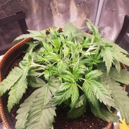 OG Kush Auto #2