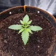 Orange Sherbet Auto #3