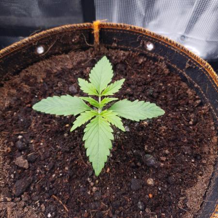 Orange Sherbet Auto #3