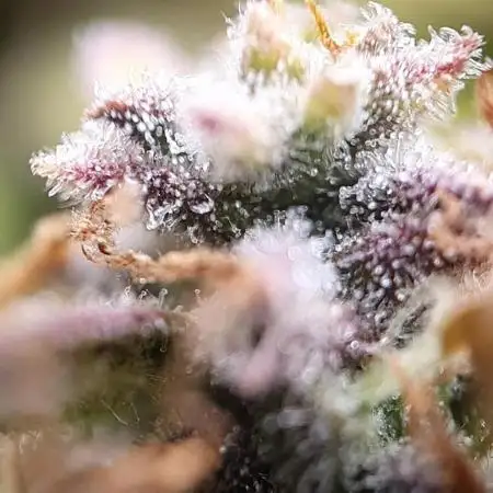 Blueberry Auto #1