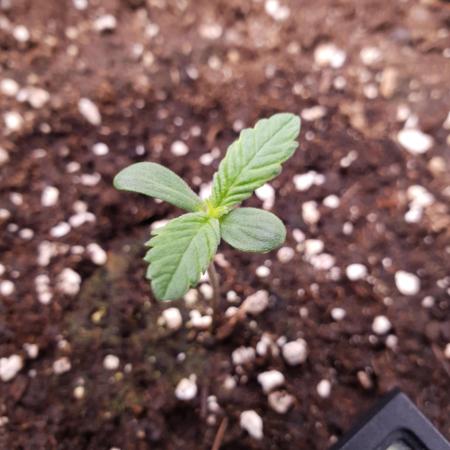 Tropicana Cookies Auto #1