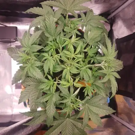 Amnesiea Haze Auto #2