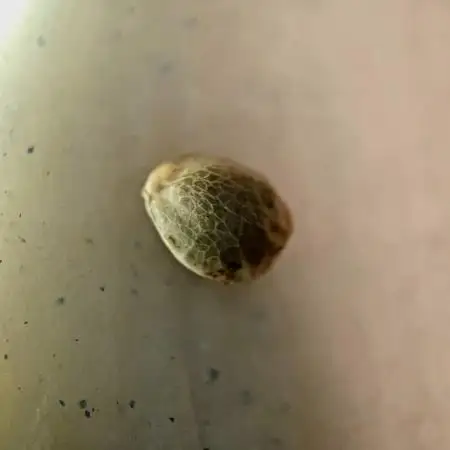 LSD 25 Auto #2