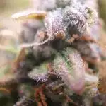 Blueberry Auto #1