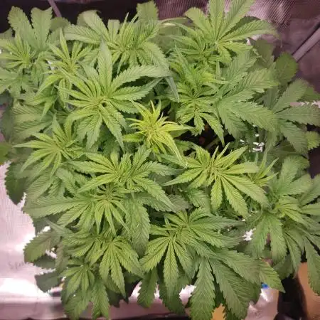 Gorilla Z Auto #1