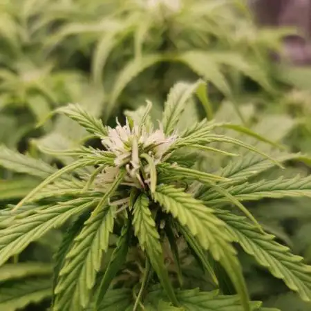 Gorilla Z Auto #1
