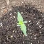 OG Kush Auto #2